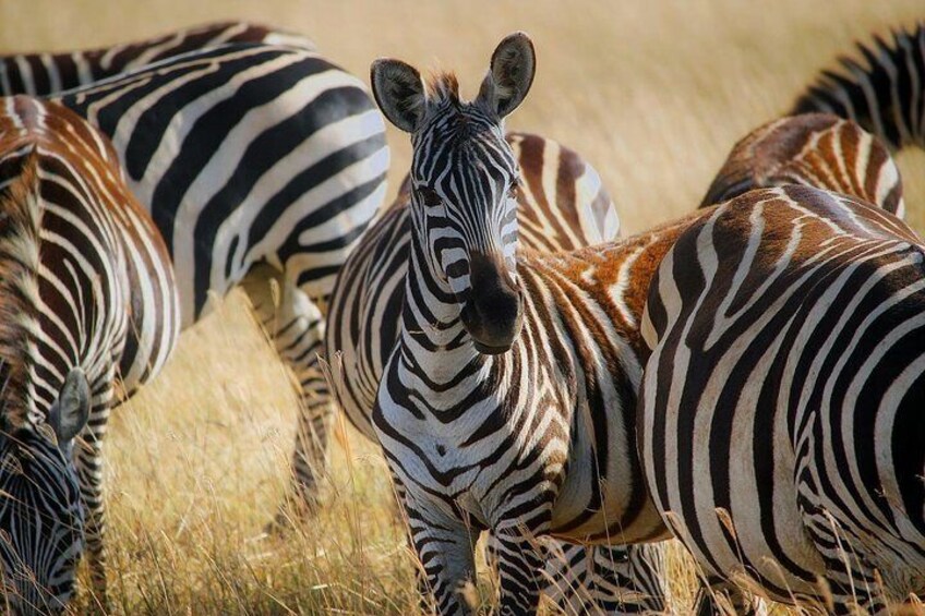 Zebra at Nairobi National Park