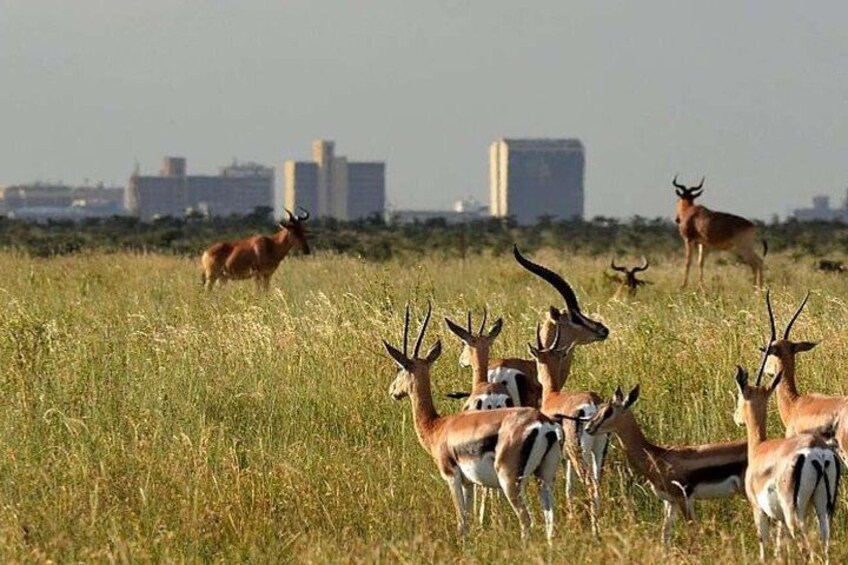 Nairobi National park 