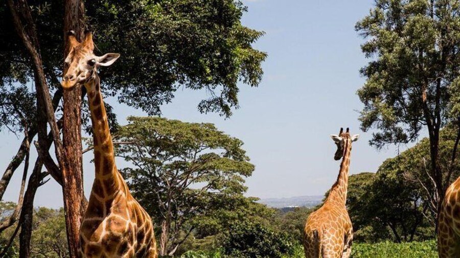 Brilliant animals