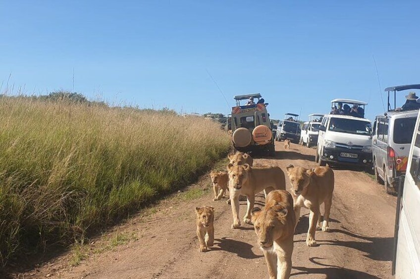 3 Days Maasai Mara Guided Safari from Nairobi