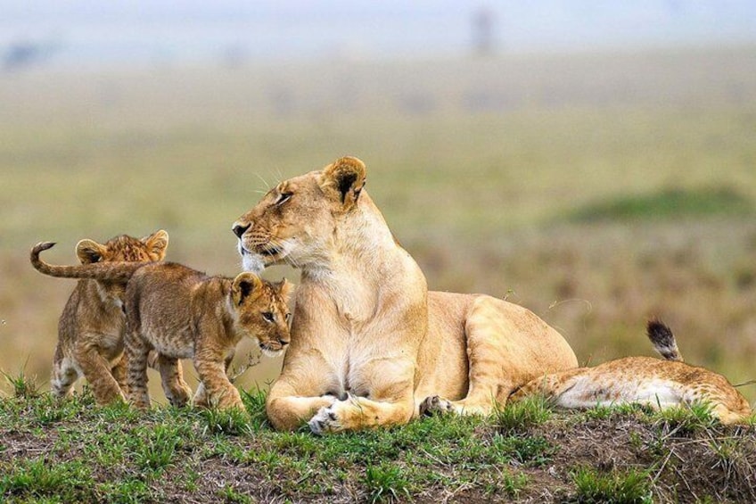 Maasai Mara Game Drive