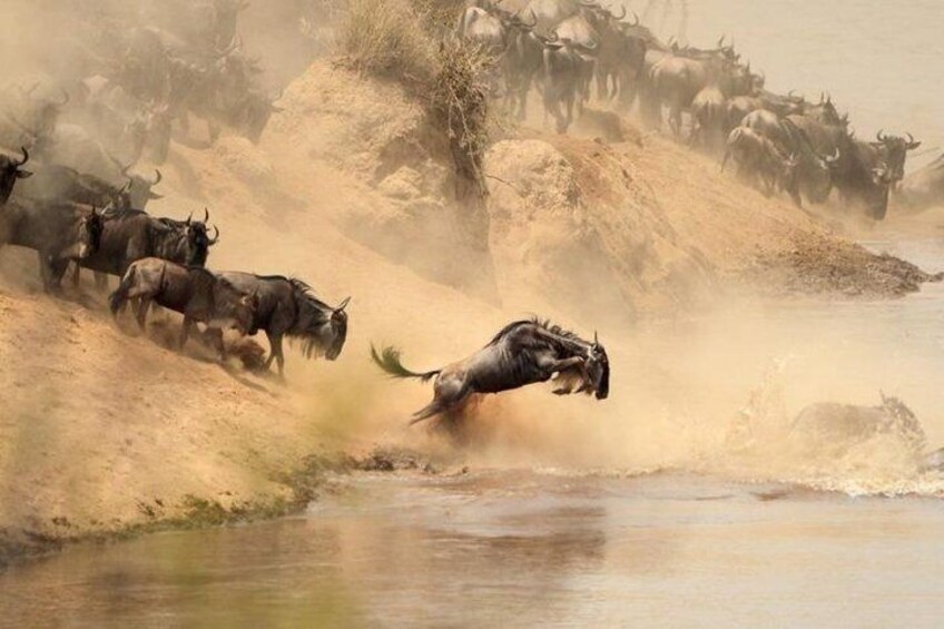 Maasai Mara Wildebeest Migration