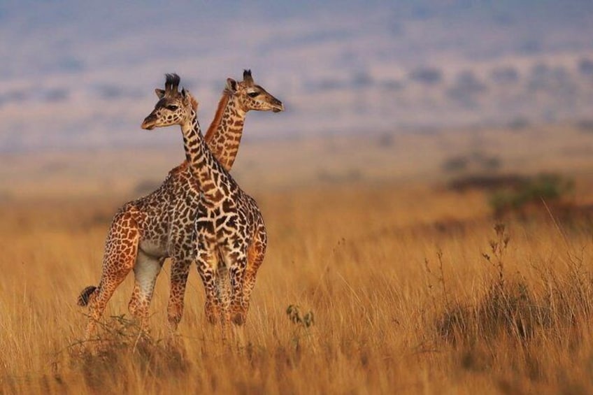 Maasai Mara National Reserve