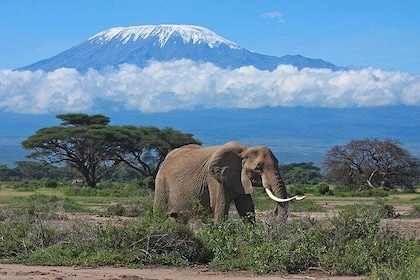 7-Day Maasai Mara, Lake Nakuru, Lake Naivasha and Amboseli Safari from Nair...