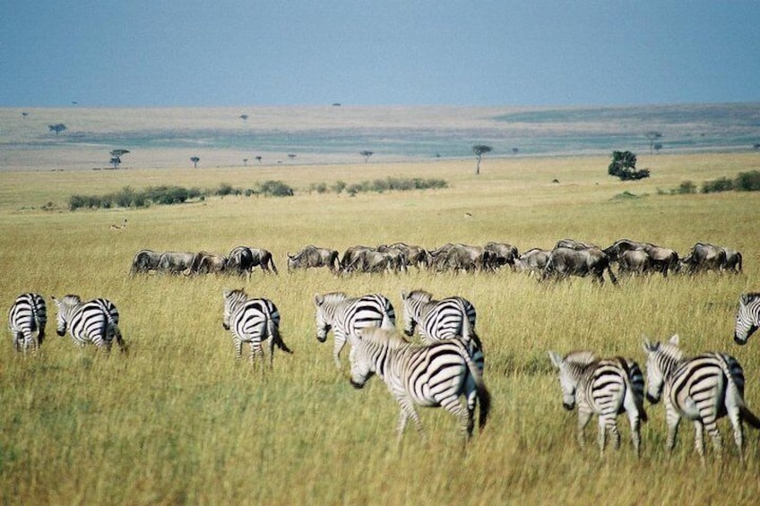 Zebras in the beautiful Mara