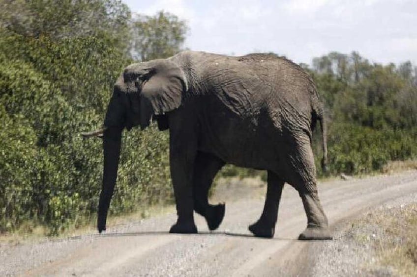 Road crossing