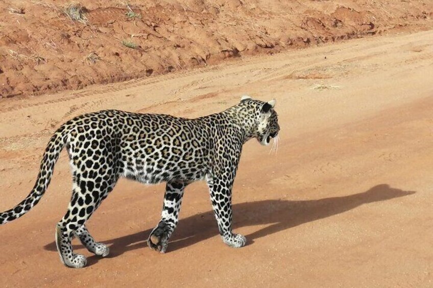 elusive Leopard