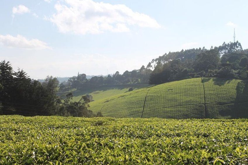 Tea farm scenery away from the city 