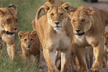 4-Day Small Group Maasai Mara and Lake Nakuru Safari