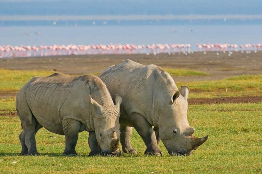 Rhinos at Lake Nakuru