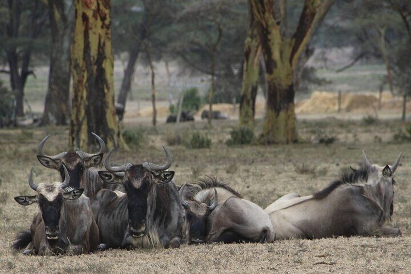 Overnight Maasai Mara Private Safari From Nairobi