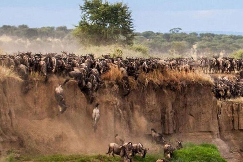 wildebeest Migration