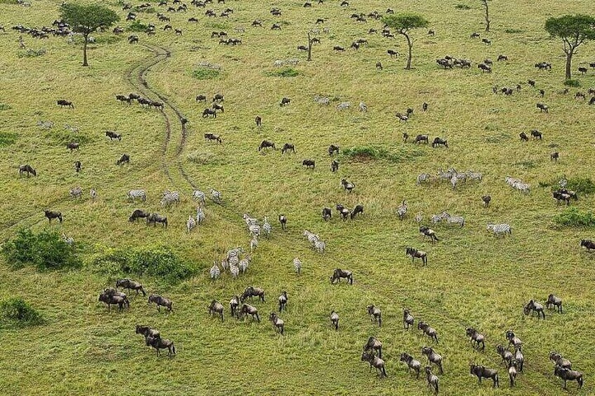 Overnight Maasai Mara Private Safari From Nairobi
