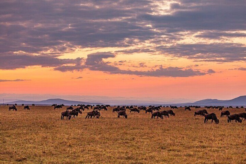 Overnight Maasai Mara Private Safari From Nairobi