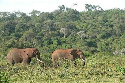 Overnight Safari To Aberdare National Park From Nairobi