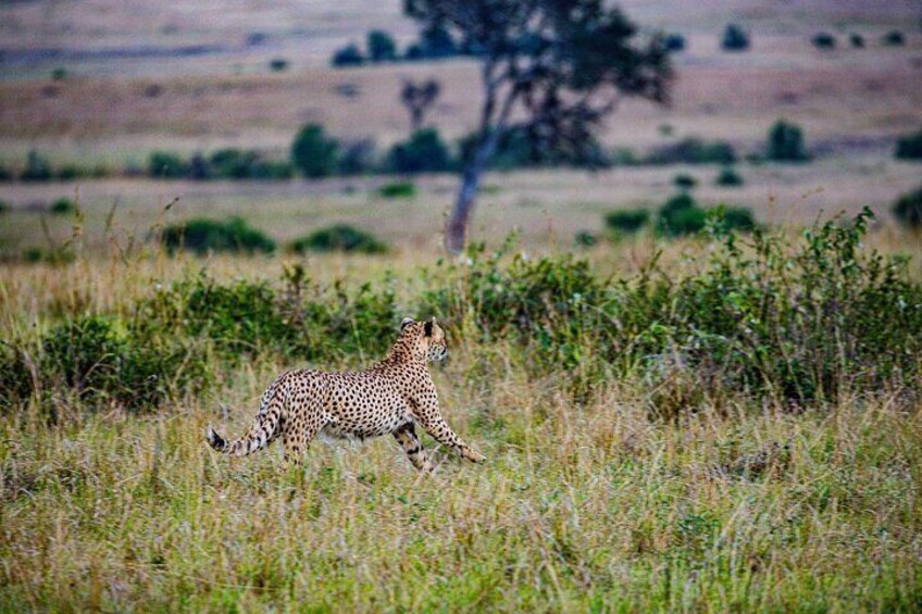 8-Day Small-Group Masai Mara, Manyara , Serengeti and Ngorongoro from Nairobi