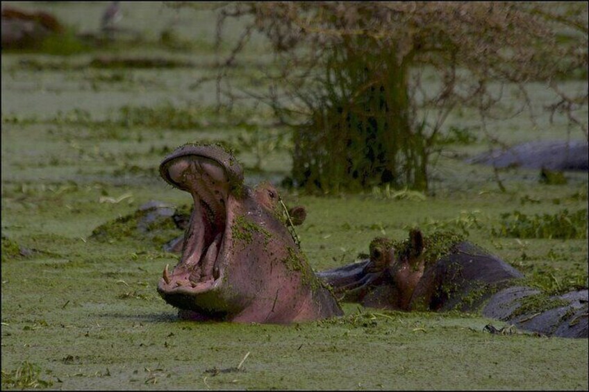 8-Day Small-Group Masai Mara, Manyara , Serengeti and Ngorongoro from Nairobi