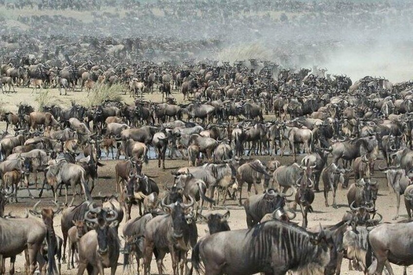 Migration at serengeti National Park