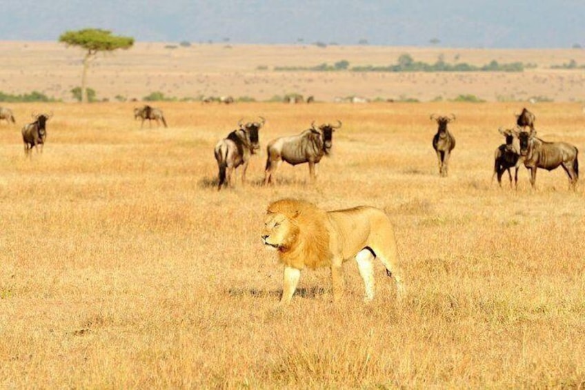 Big cats are guaranteed