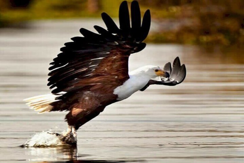 Fish Eagle in Lake Naivasha 