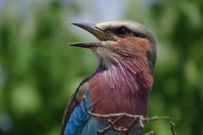 Birding Safari Experience in Livingstone - MINIMUM 2 PEOPLE