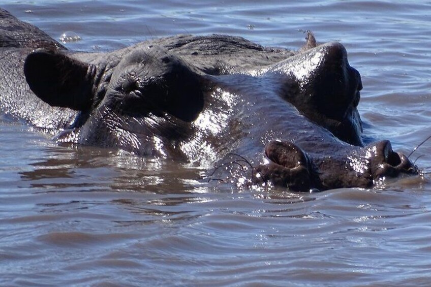 Sunset Cruise & Game Drive Combination Experience
