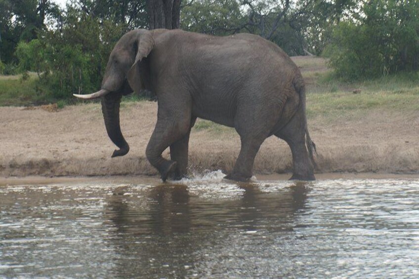 Sunset Cruise & Game Drive Combination Experience