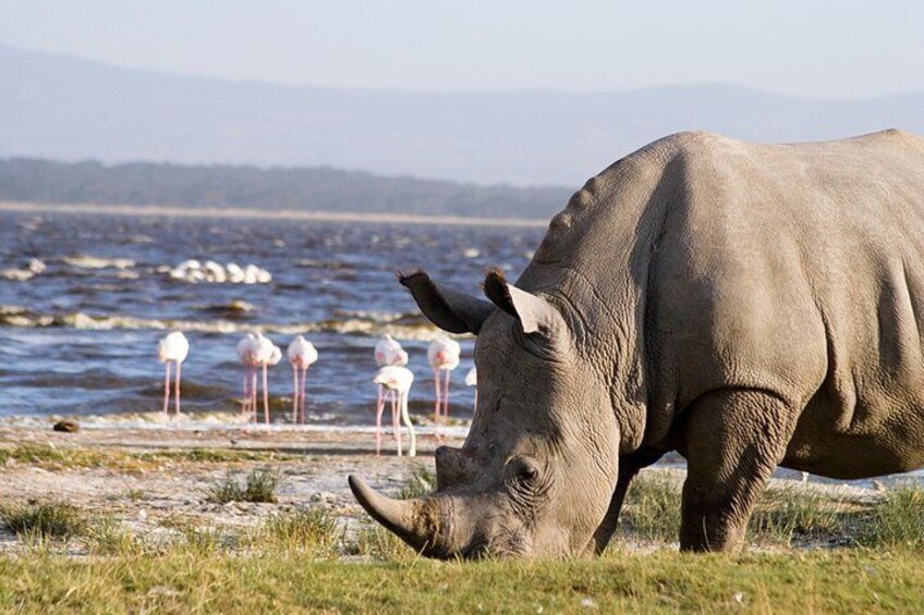 The Rhino Of Lake Nakuru