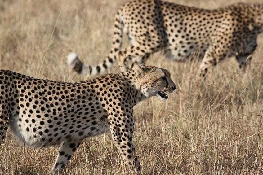 Lake Nakuru, Lake Naivasha & Crescent Island Day Tour From Nairobi