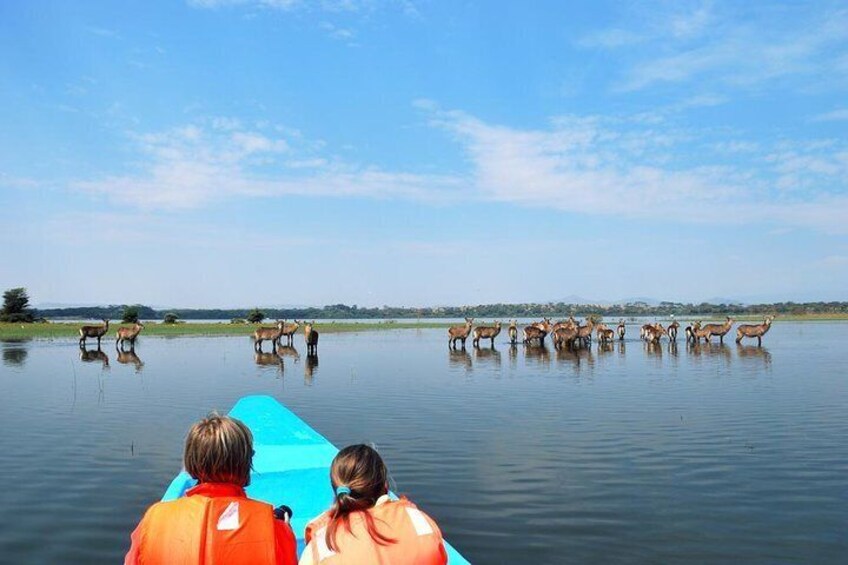 Lake Nakuru, Lake Naivasha & Crescent Island Day Tour From Nairobi