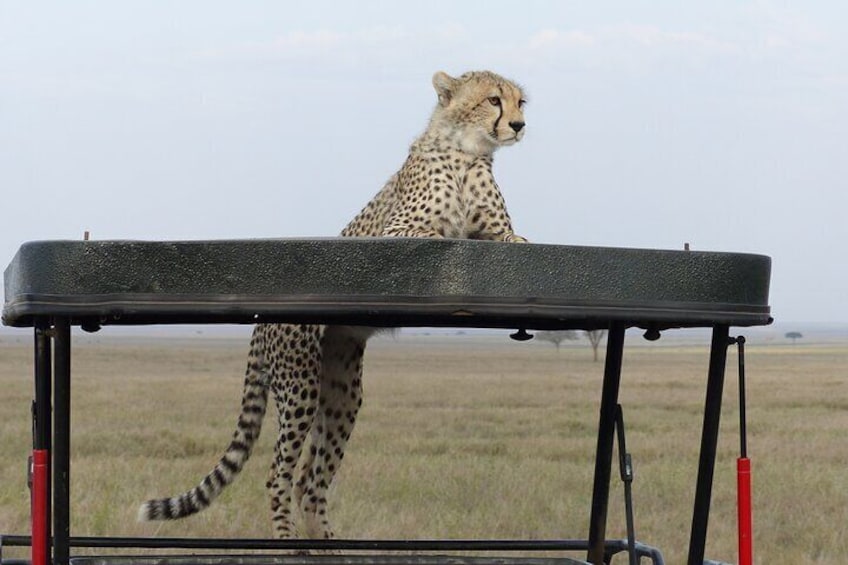 6 Days Safari Tour Tanzania