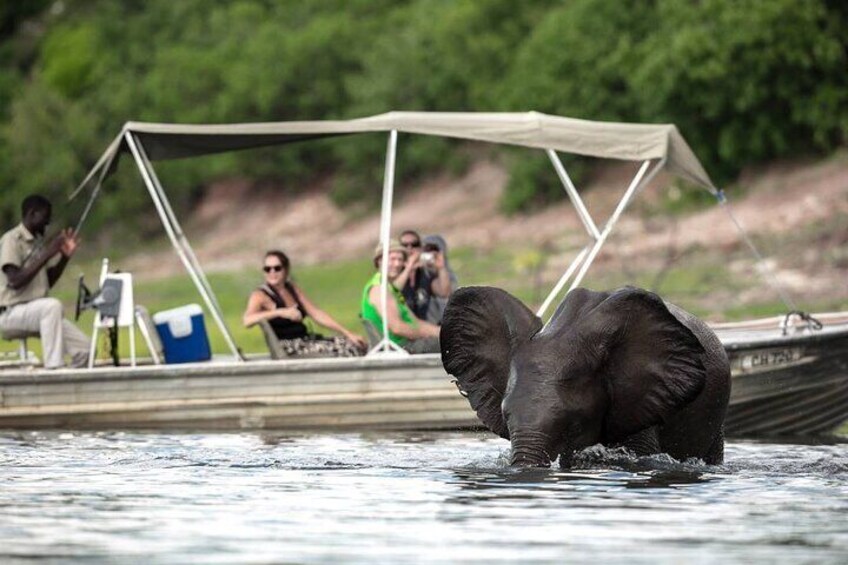 Chobe Full Day Trip