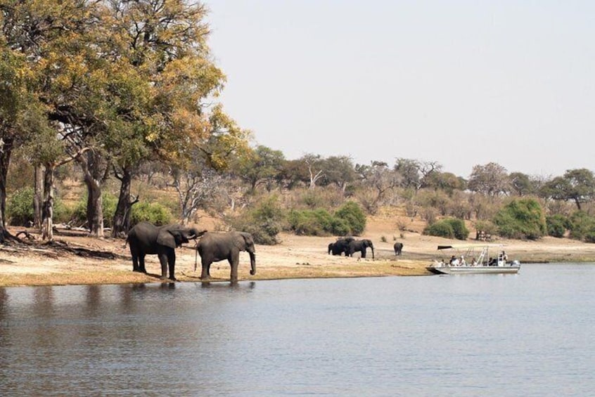 Chobe Full Day Trip