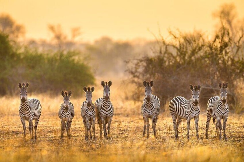 Chobe National Park 