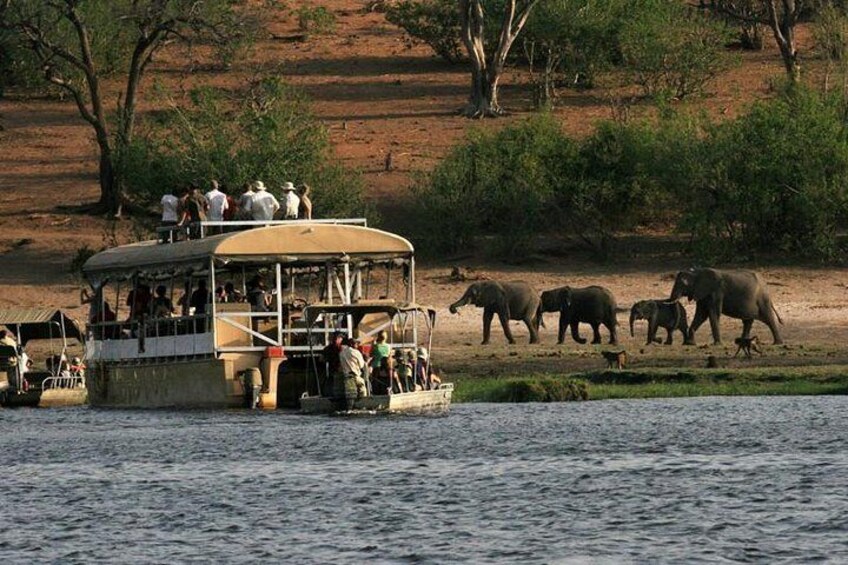 Chobe Full Day Trip