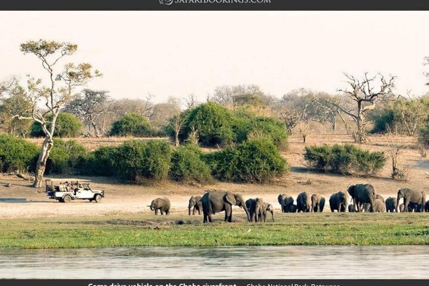 chobe day trip