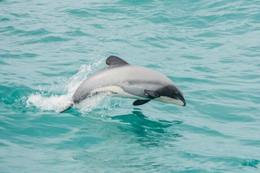 Part of your fare goes toward the research and education of the beautful but endanaged Hector's dolphins.