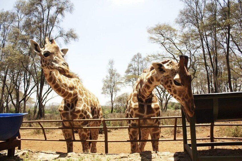 Half Day Giraffe center,Baby Elephant&Museam of kenya with opition to snake park