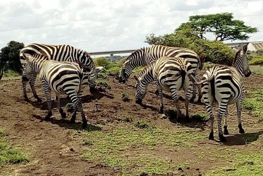 2 Days Masai Mara Budget Safaris