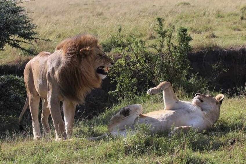 2 Days Masai Mara Budget Safaris