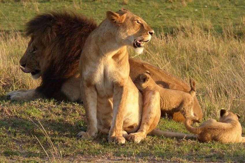 2 Days Masai Mara Budget Safaris