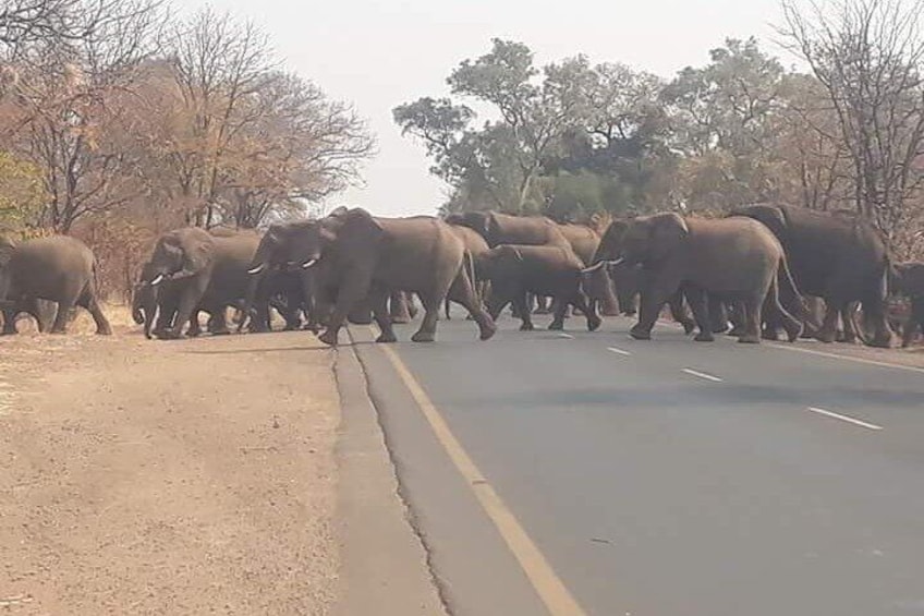 Game Drive And Rhino Walk