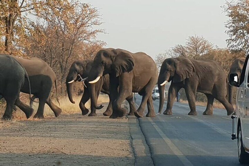 Game Drive And Rhino Walk