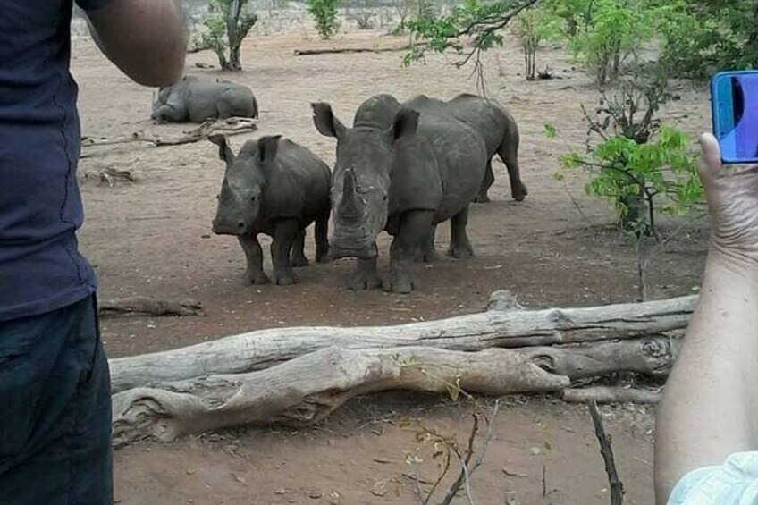 Game Drive And Rhino Walk