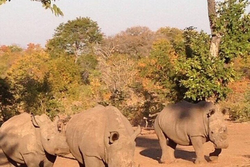 Game Drive And Rhino Walk