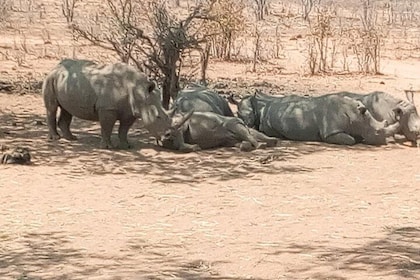 Short Rhino safari walk.