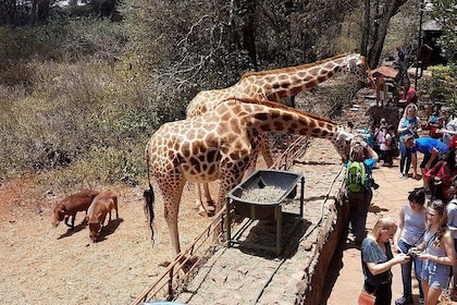 Half Day Giraffe Center Nairobi
