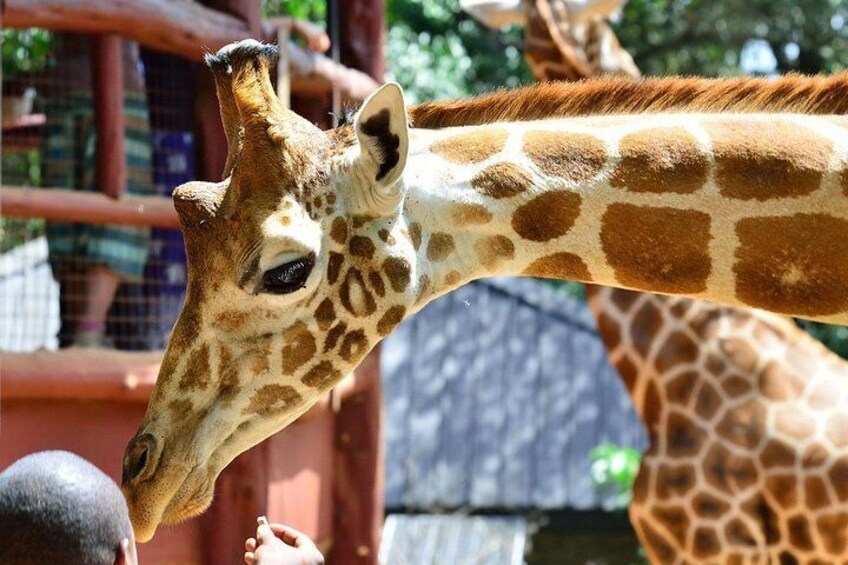 Giraffe Centre