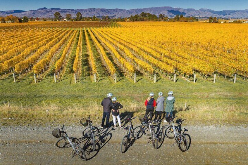 Full-Day Marlborough Wine Region Bike Hire