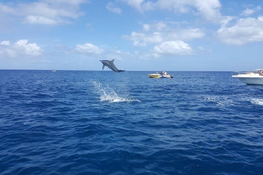 Dolphin jumping out of the ocean